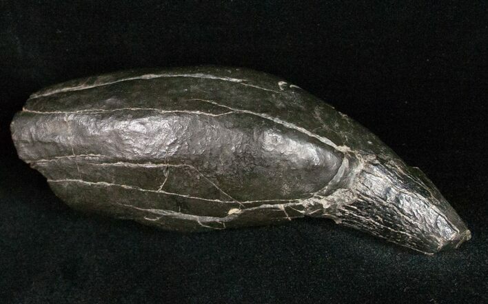 Fossil Sperm Whale Tooth - South Carolina #11979